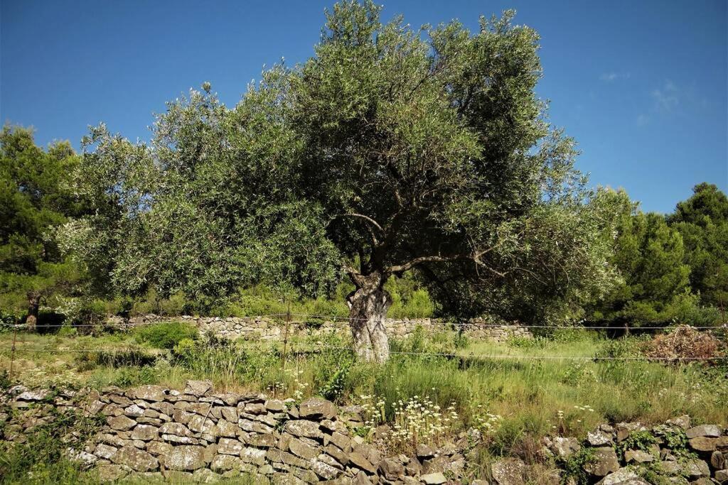 L'Arbre A Soleil Villa Aigues-Vives  Luaran gambar